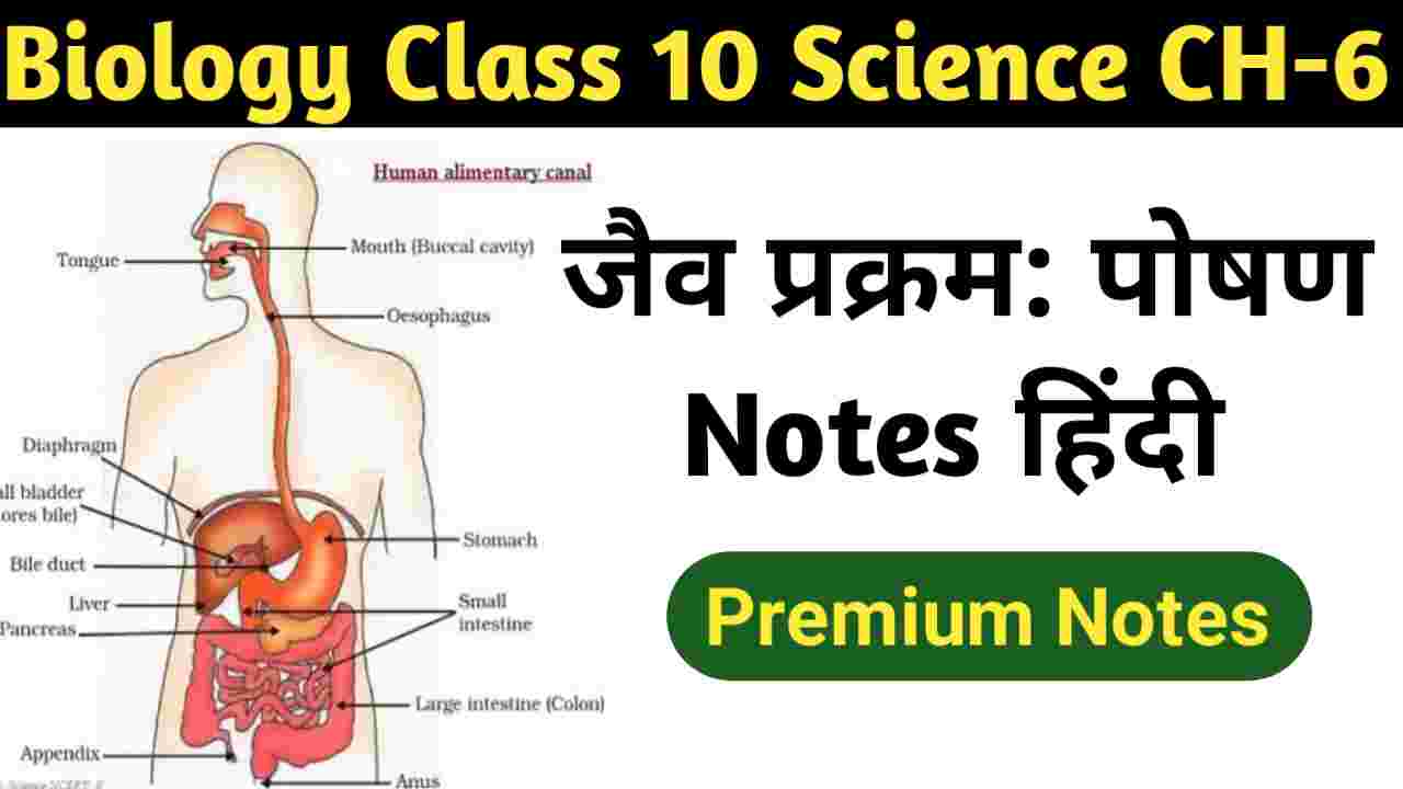 Biology Class 10 Science Chapter 6 Solutions