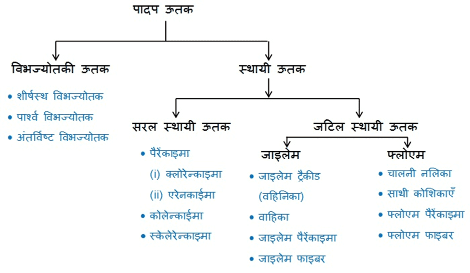 अध्याय ऊतक - class 9th science chapter 6 notes in hindi