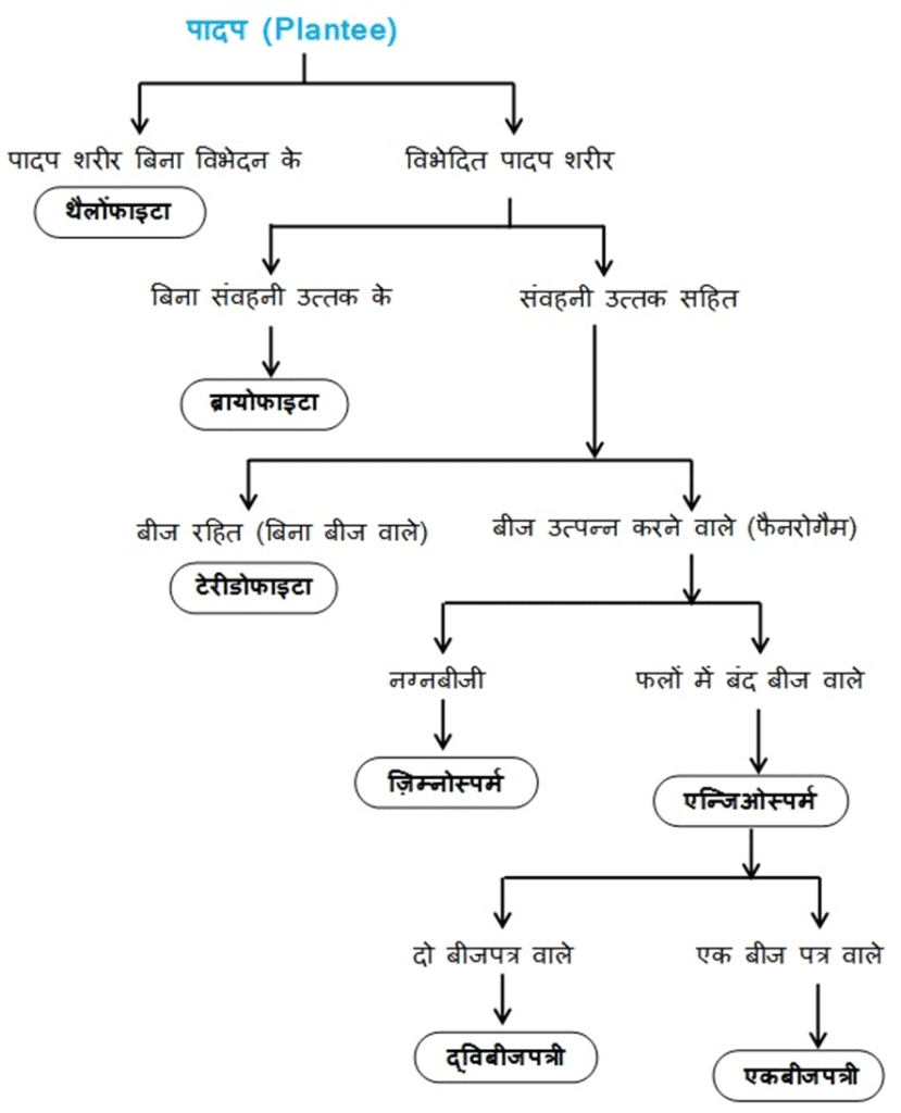 image 12 अध्याय 7 - जीवों में विविधता - class 9 science chapter 7 notes in hindi