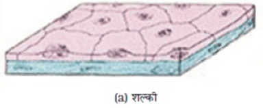 image 6 अध्याय 6 - ऊतक - class 9th science chapter 6 notes in hindi