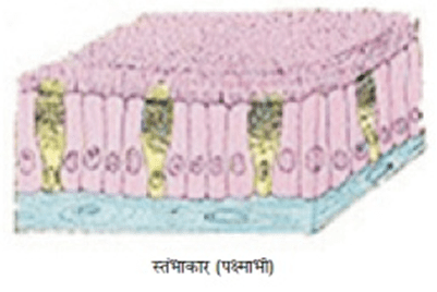 image 7 अध्याय 6 - ऊतक - class 9th science chapter 6 notes in hindi