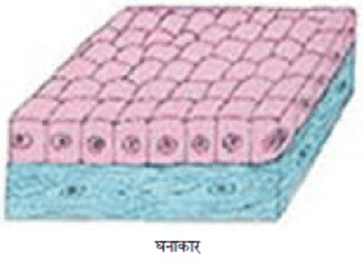 image 9 अध्याय 6 - ऊतक - class 9th science chapter 6 notes in hindi